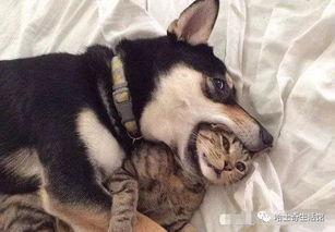 二狗最新爆料视频下载,幕后真相大曝光！